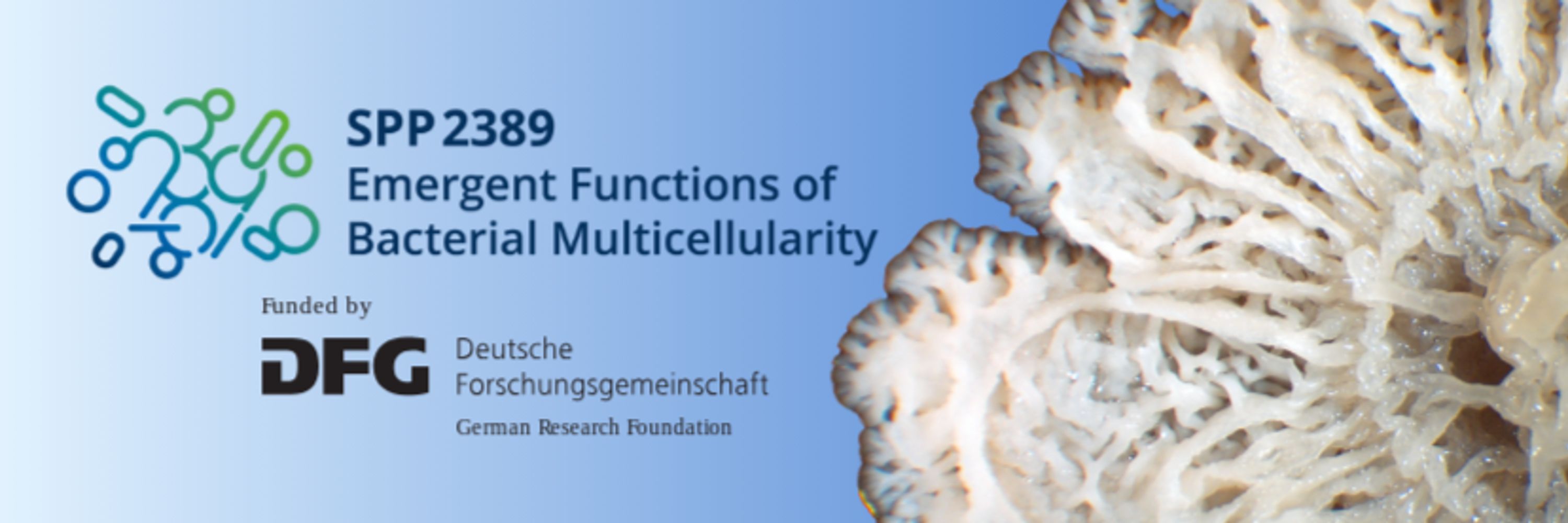 SPP2389 - Emergent Functions of Bacterial Multicellularity