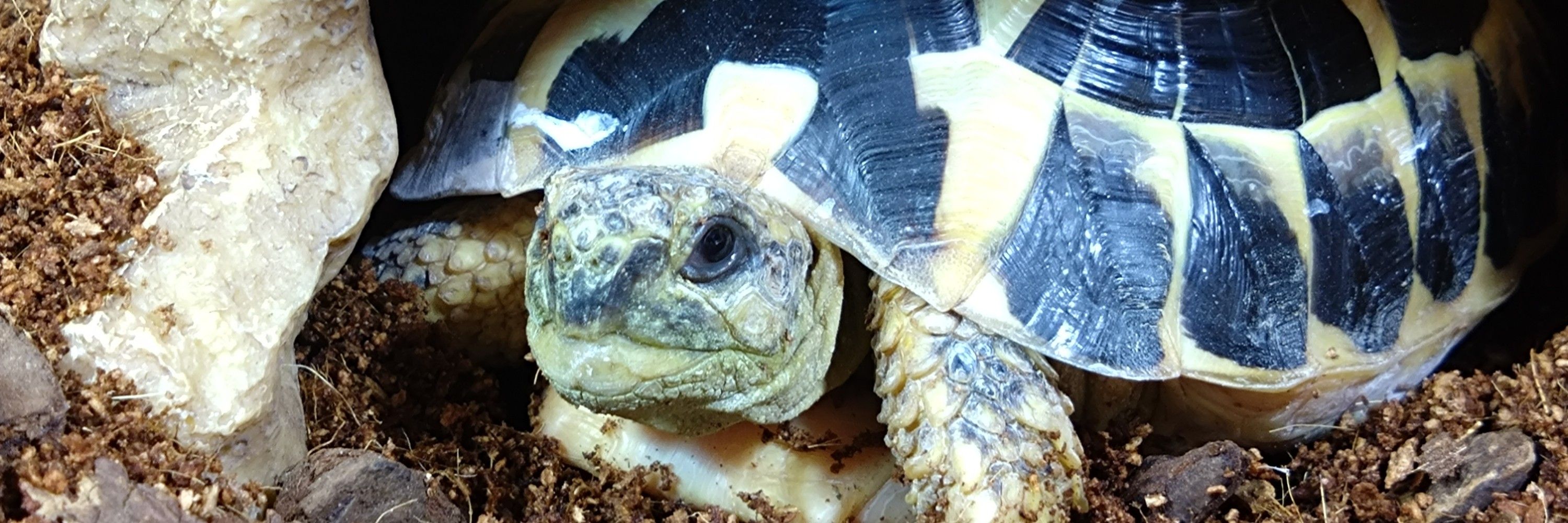 🗻🐢もと🐢🗻