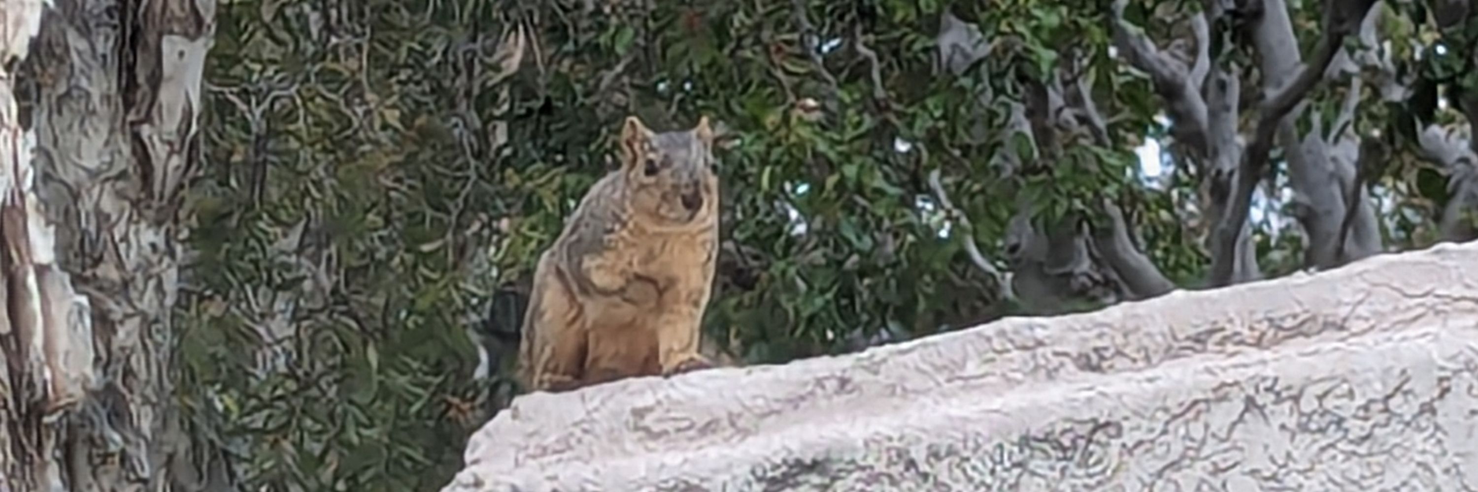 🐿️