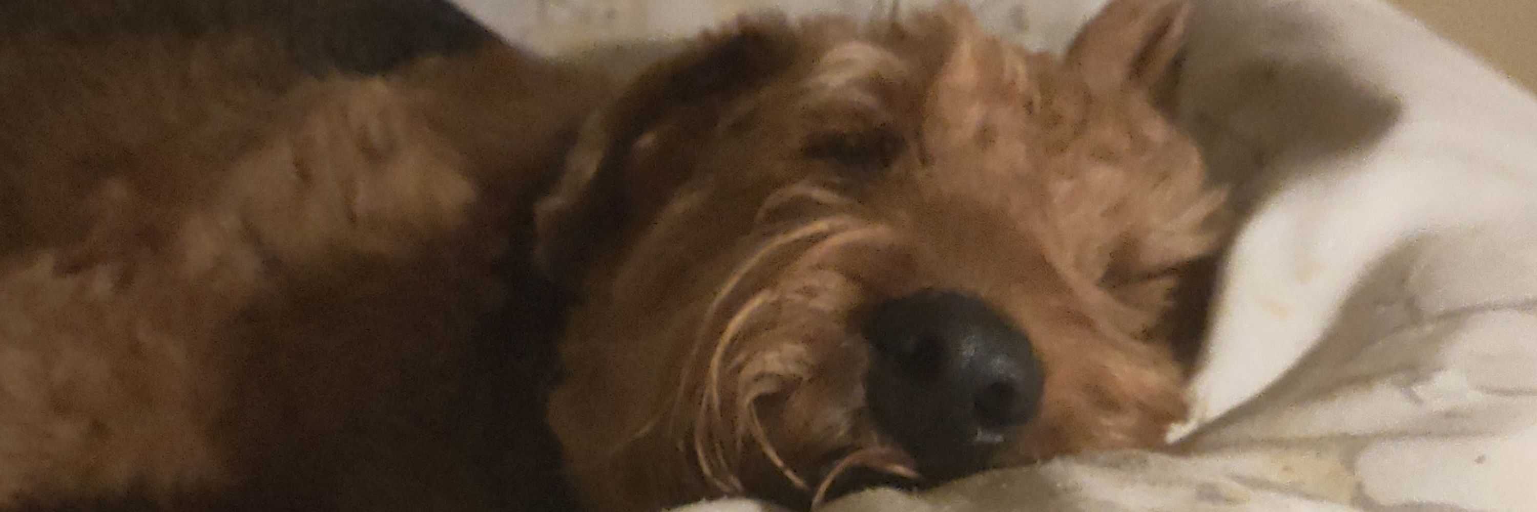 Cerys the dog