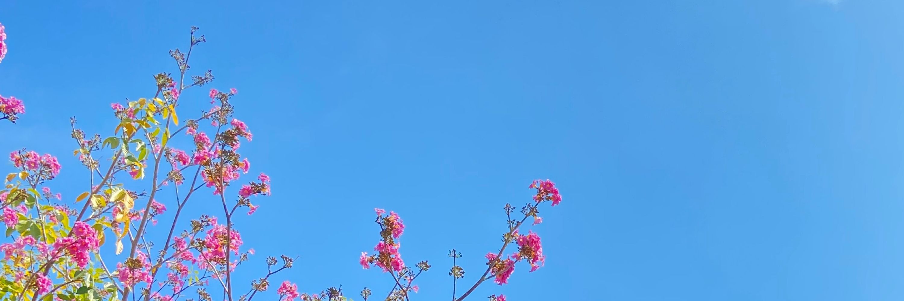 bluesky☁️