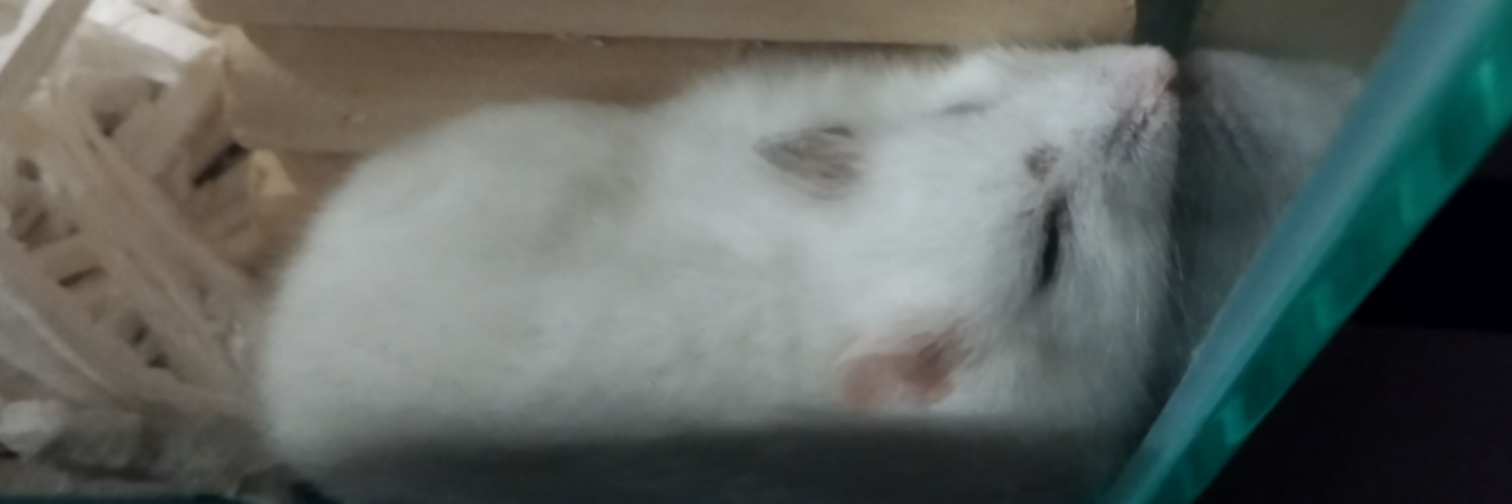 チャムリン
