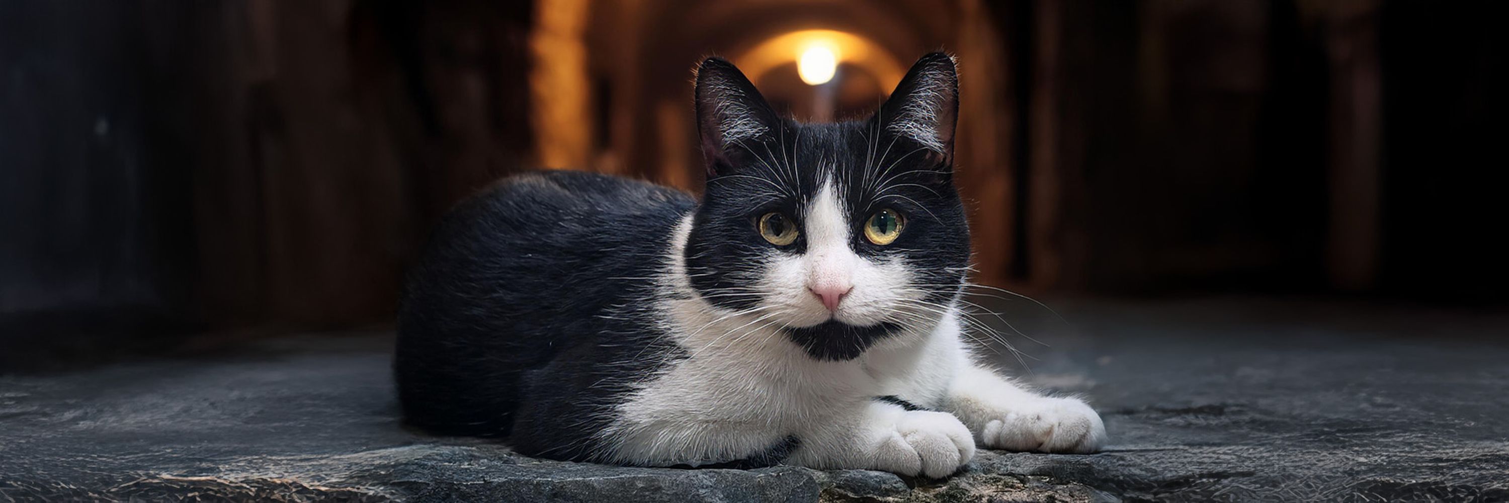 Kater