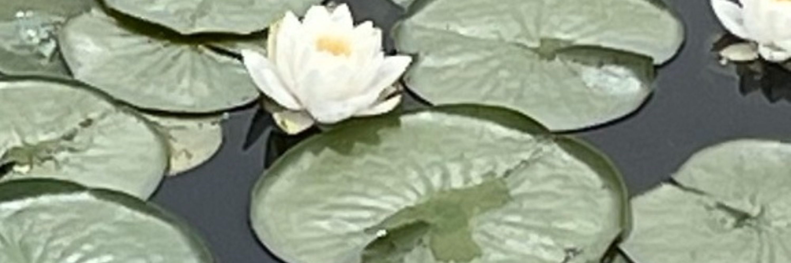 Lilly Tao