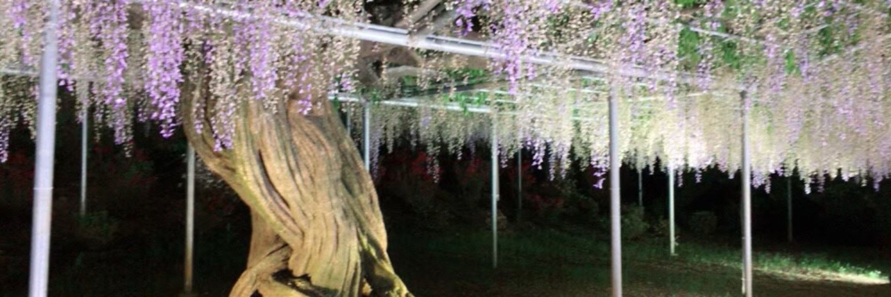 まひろ