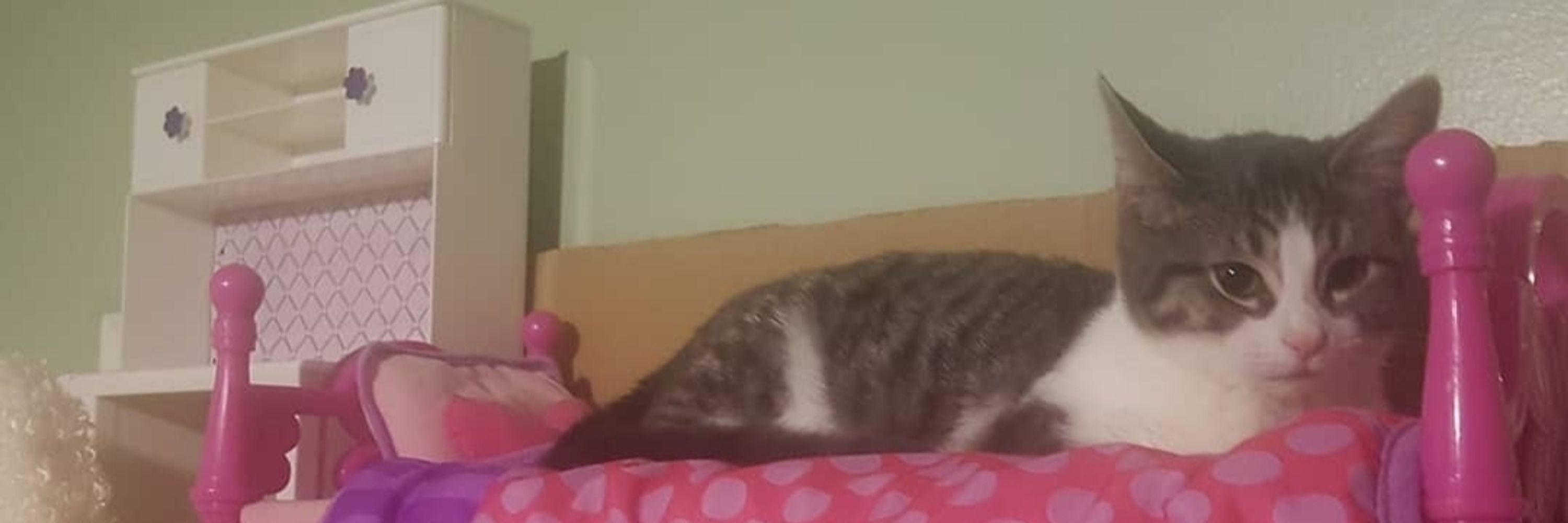 Kirb