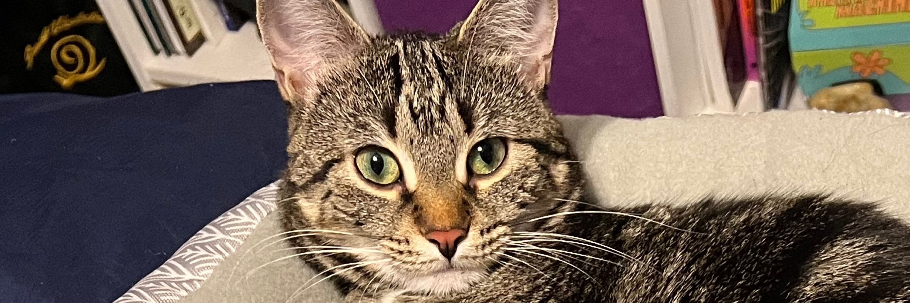 Malachi