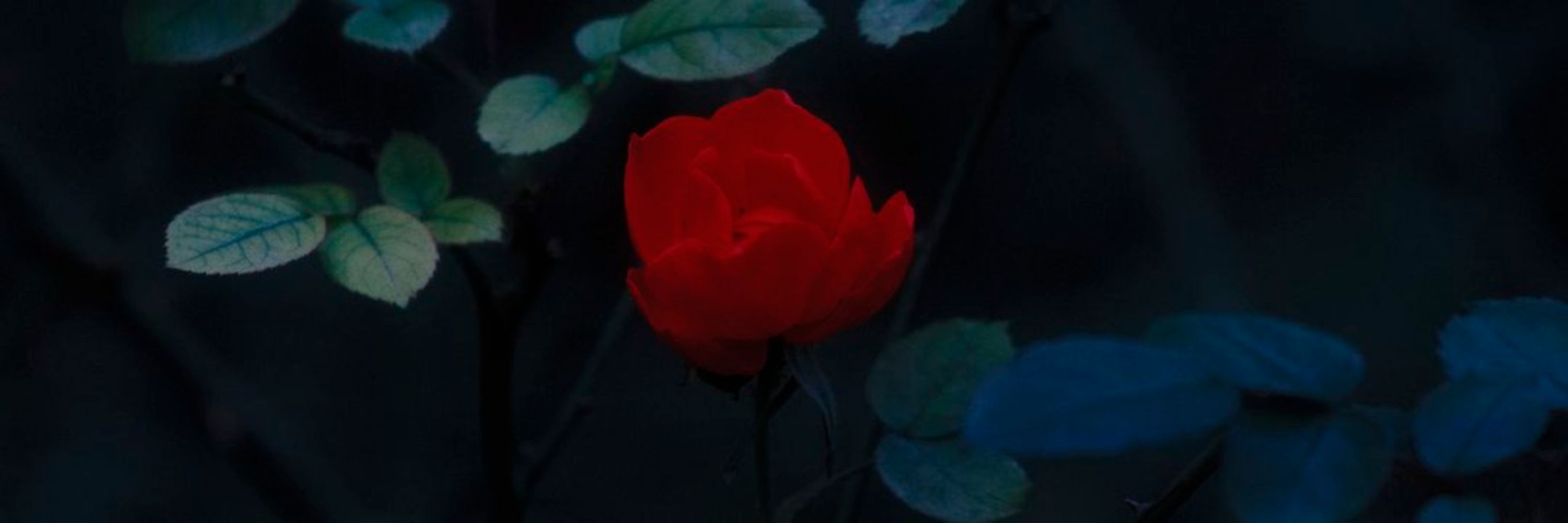 José • ホセ🌹🦇🔻