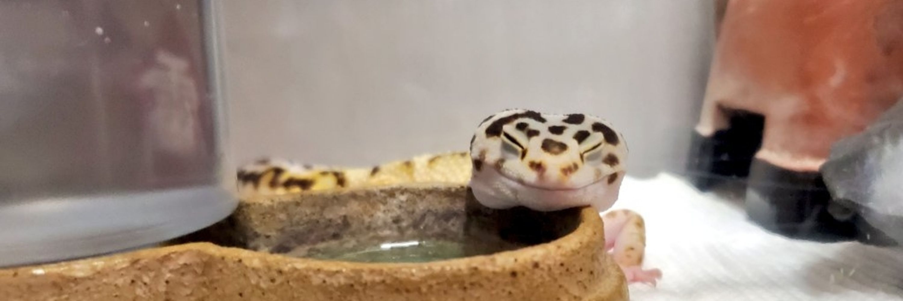 部員N