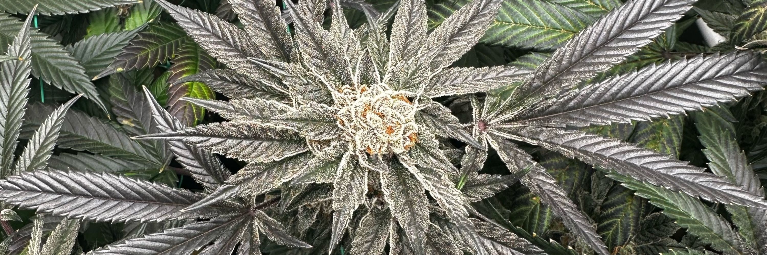 Good Vibes Growing