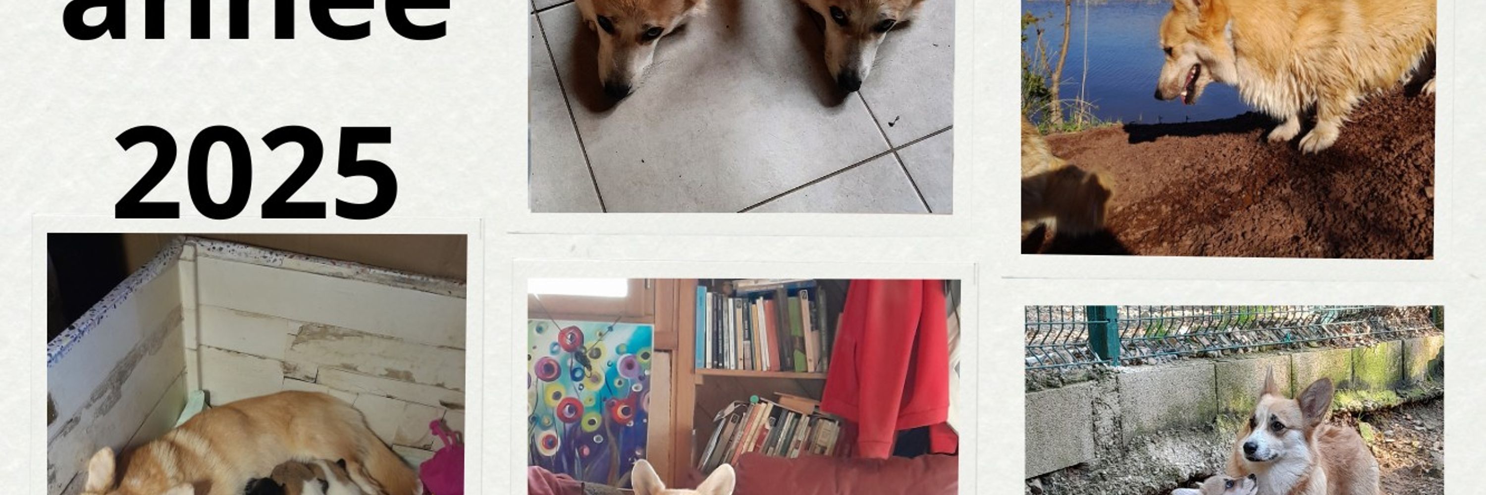 Les welsh corgi pembroke de la vallée du possible 