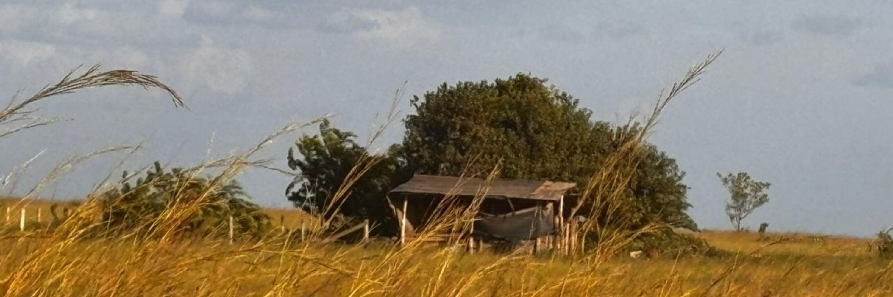 Angélica