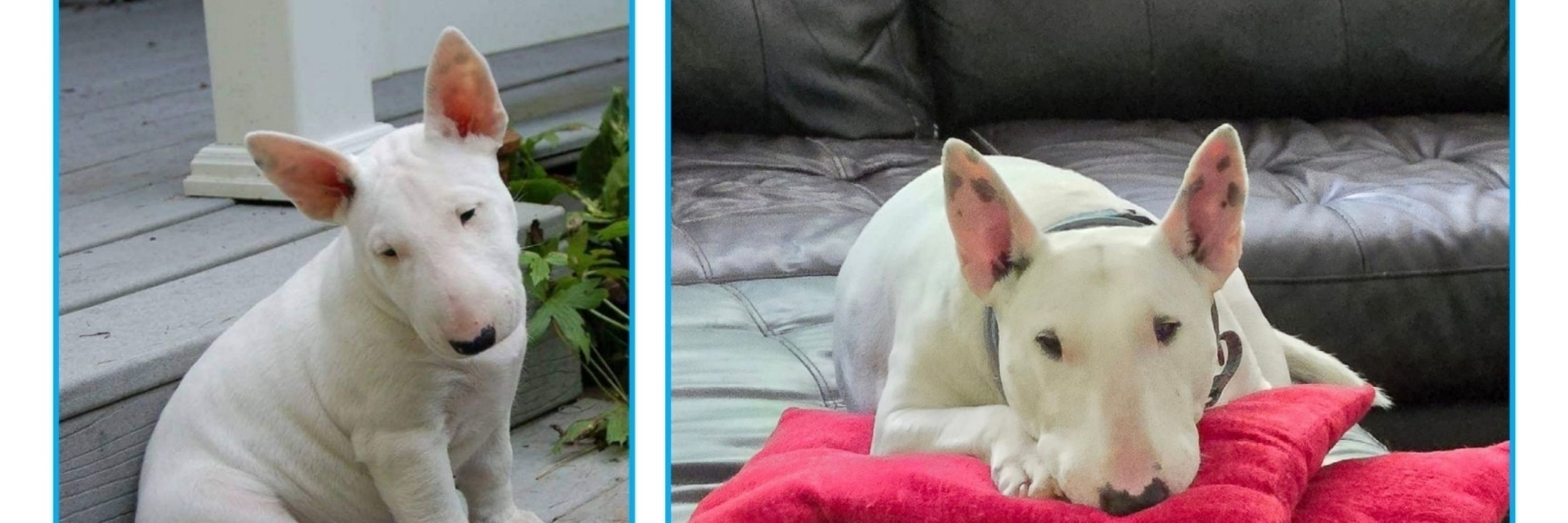 Cindy Apprentice Bull Terriers