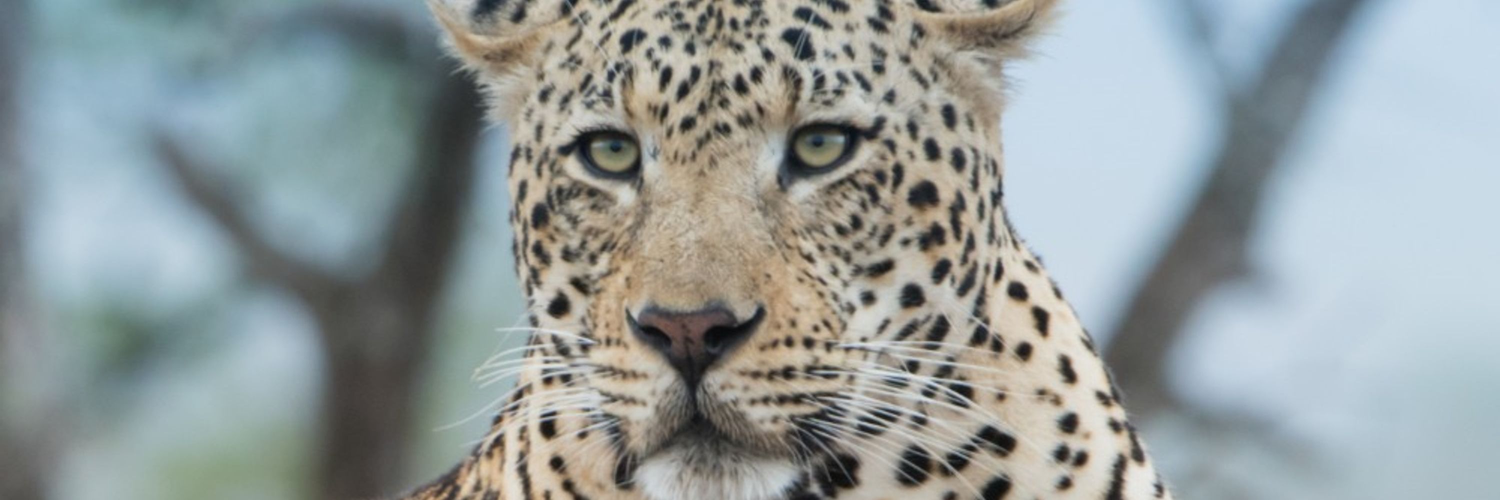 Tigercat