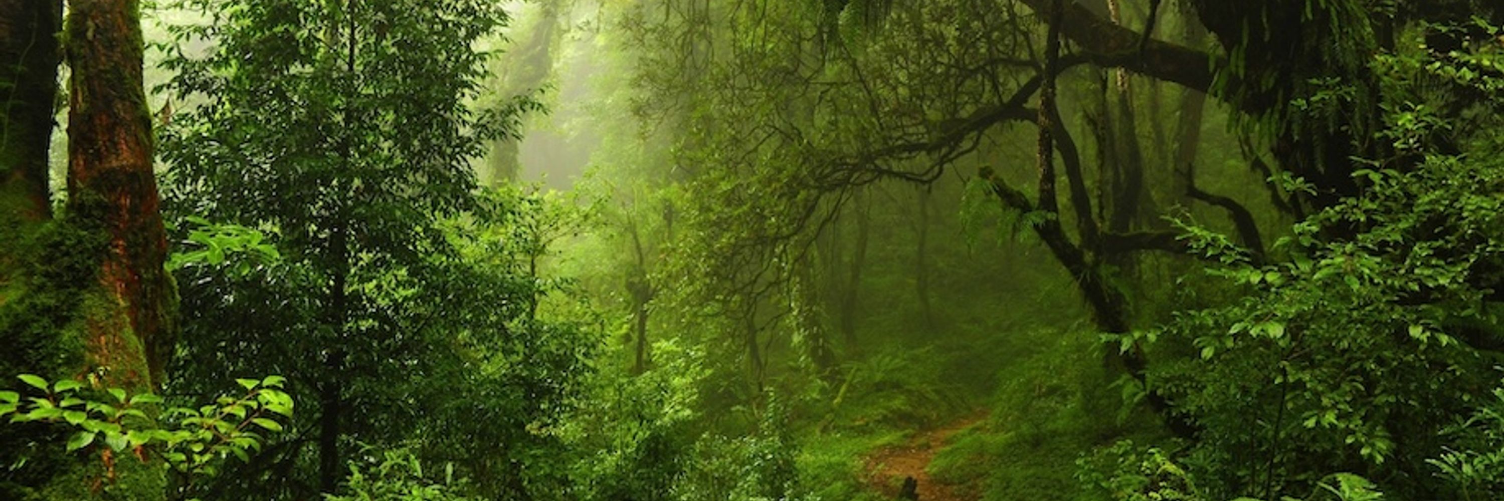 Pari Moon-Forest (alt) 