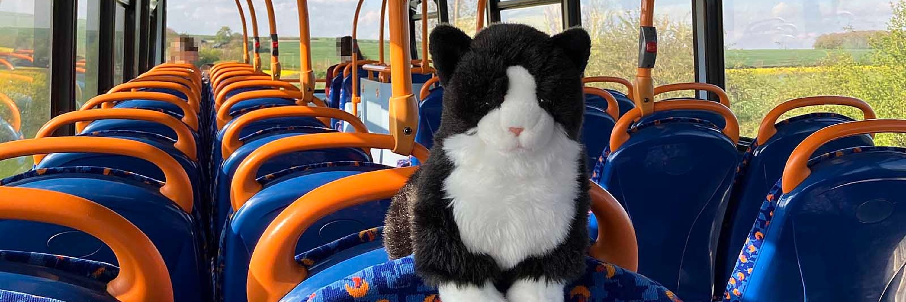 Top Deck Cat