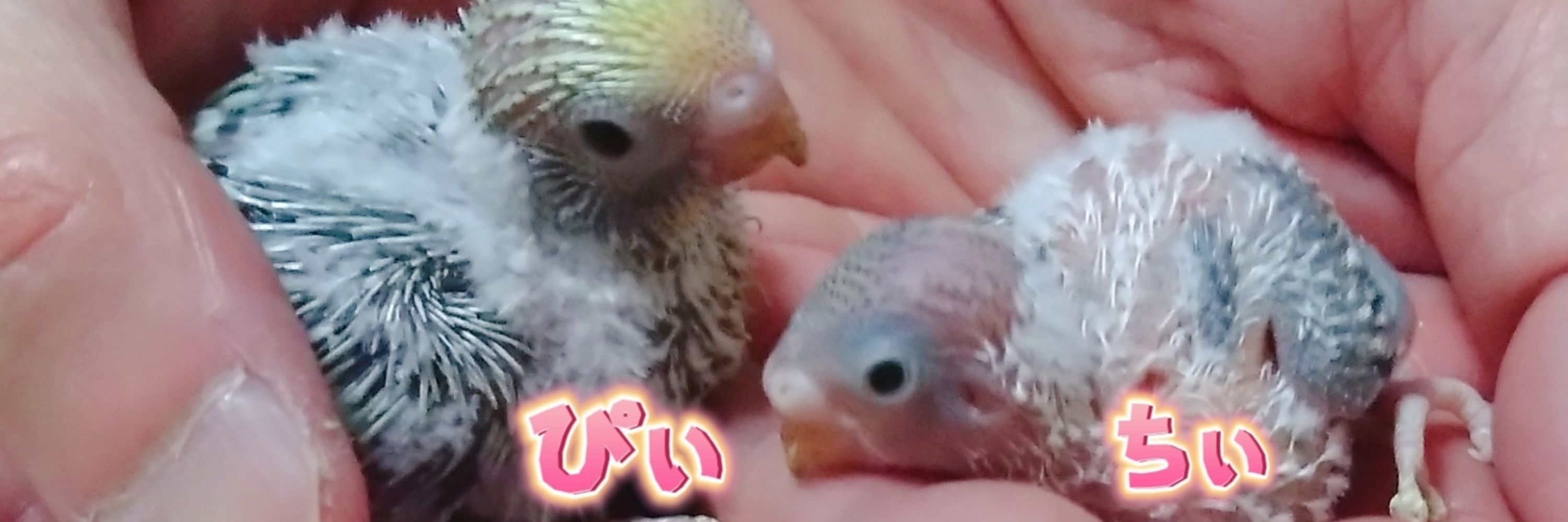 ぴぃちぃ🐦️