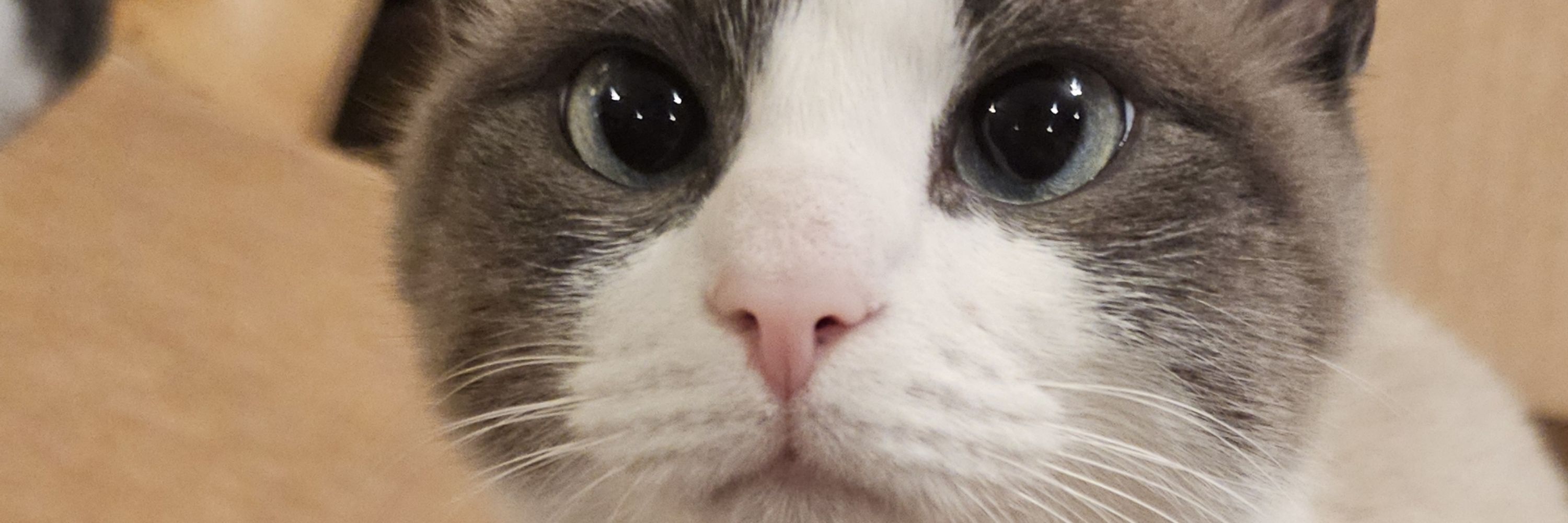 nella