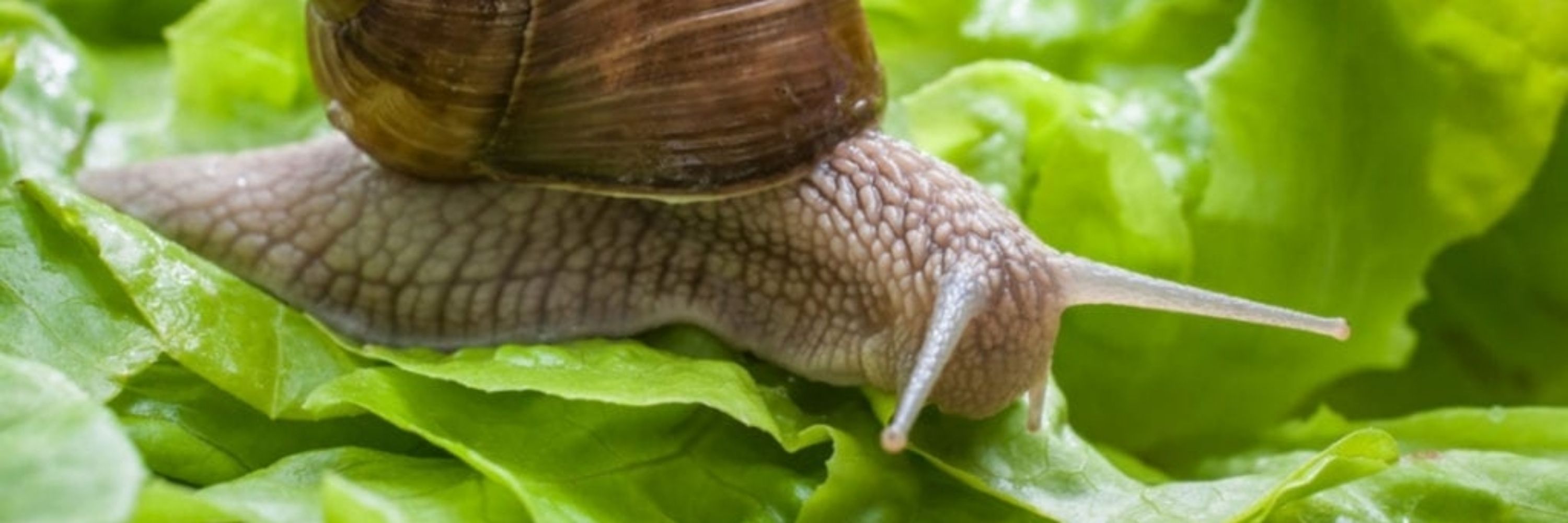 SnailBail22 