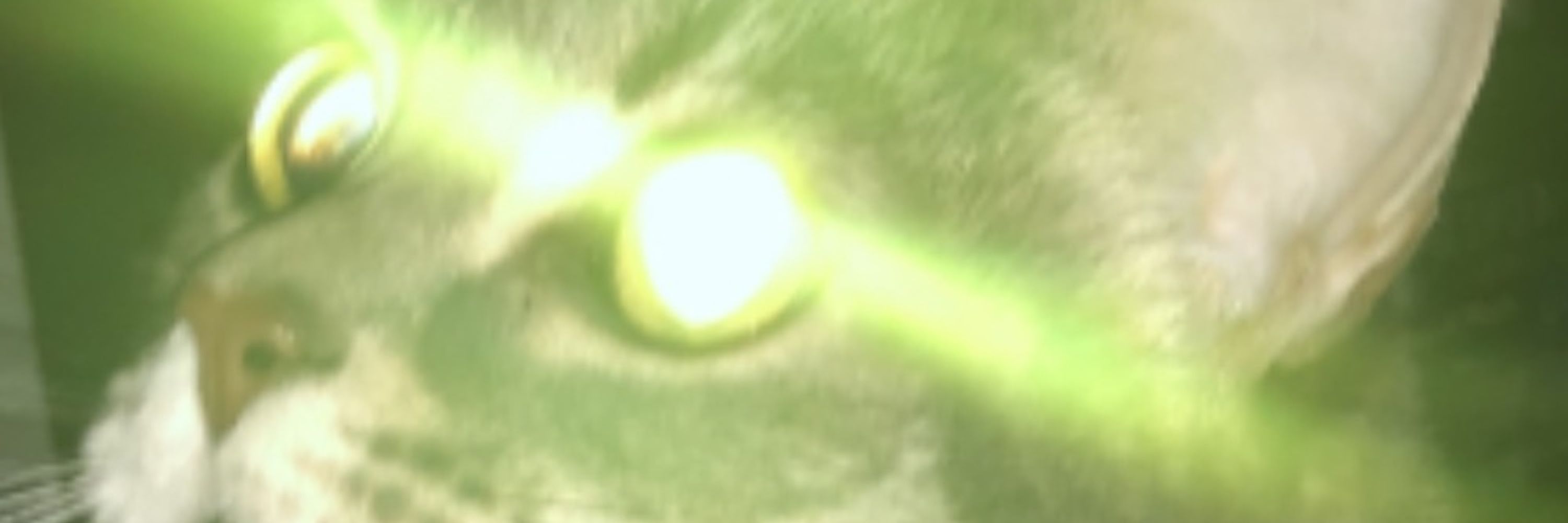 Wolfanize