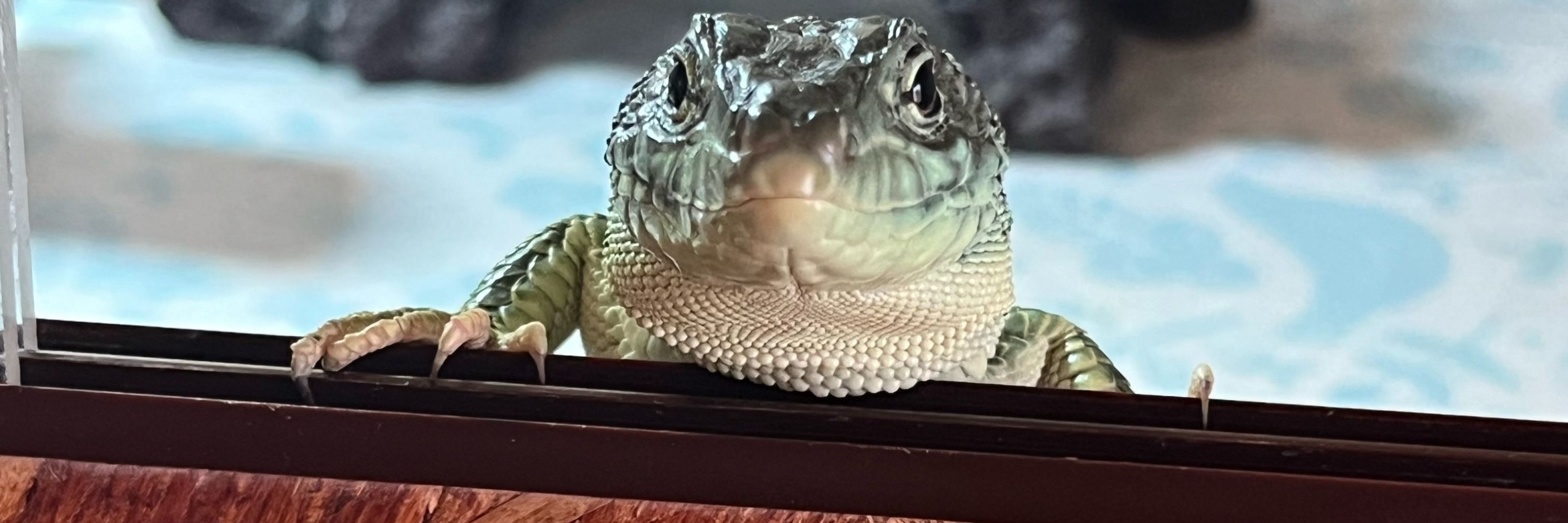 もんにょり