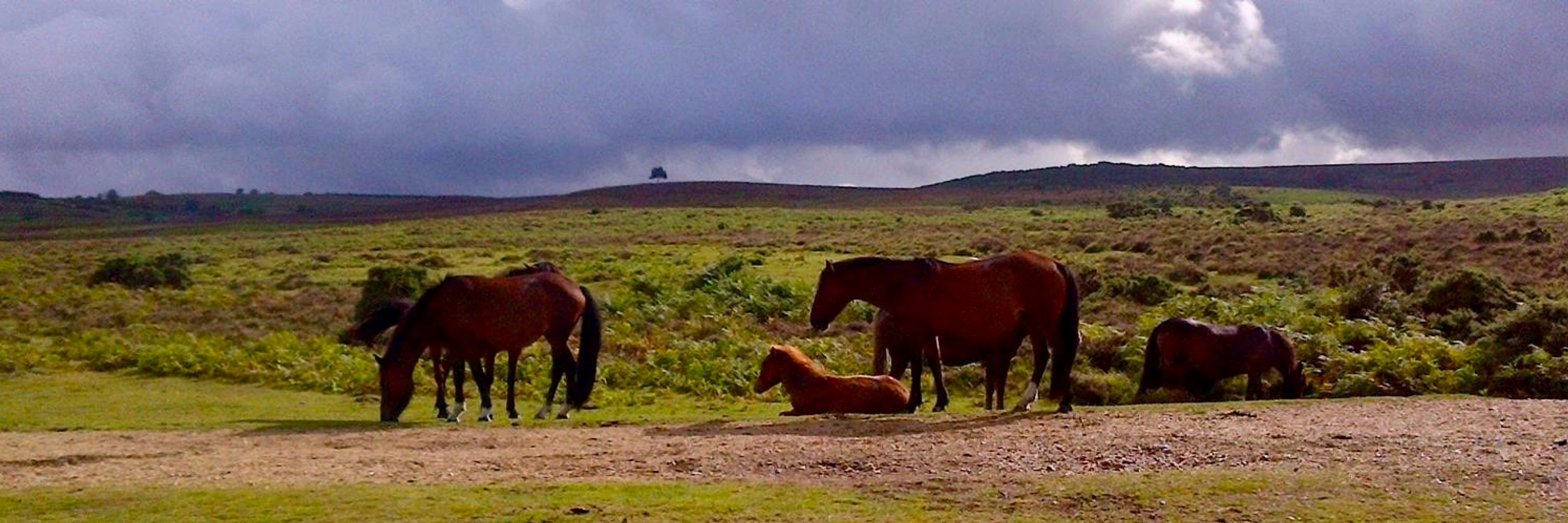 New Forest Commoner