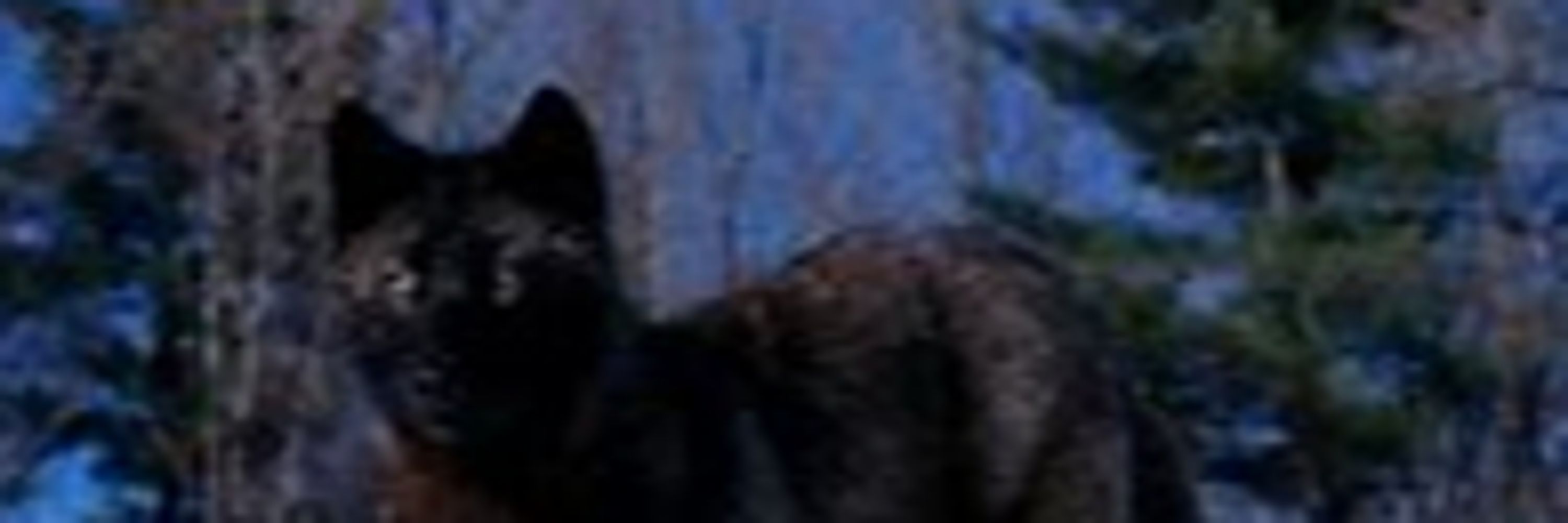 Balthazar the Wolfman!!