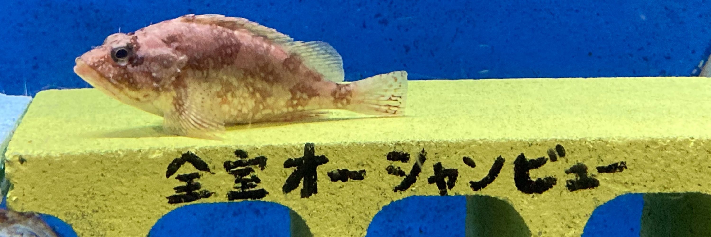 伝授