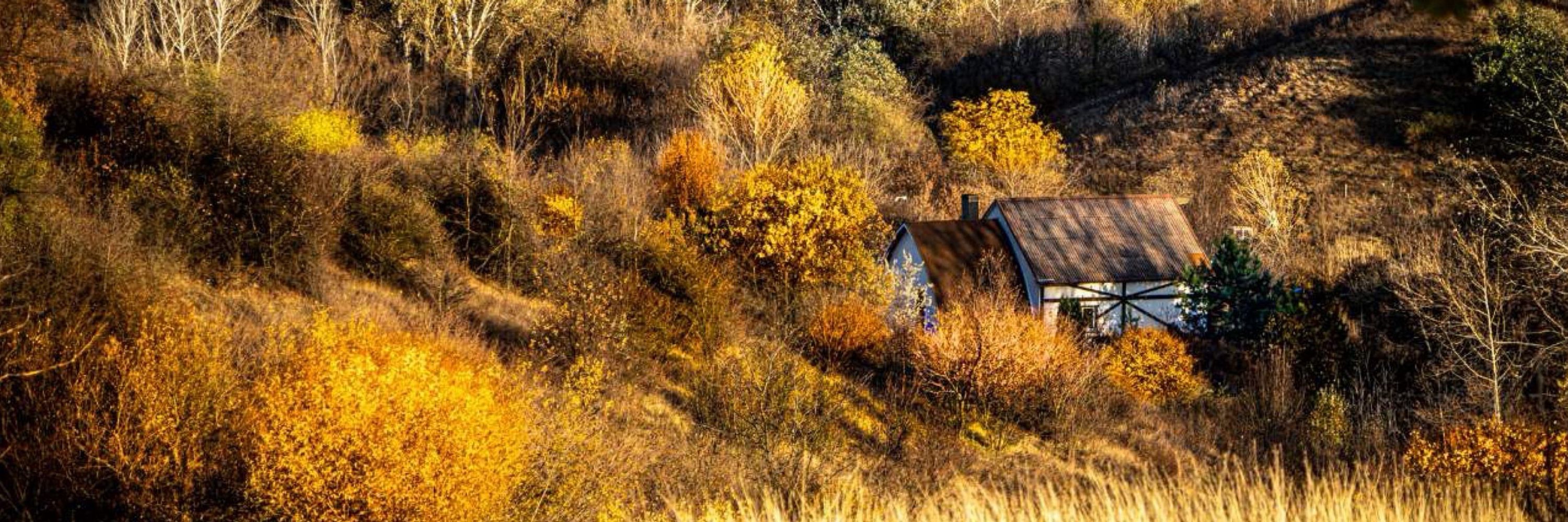 пірат місцевої калюжі і команда котів