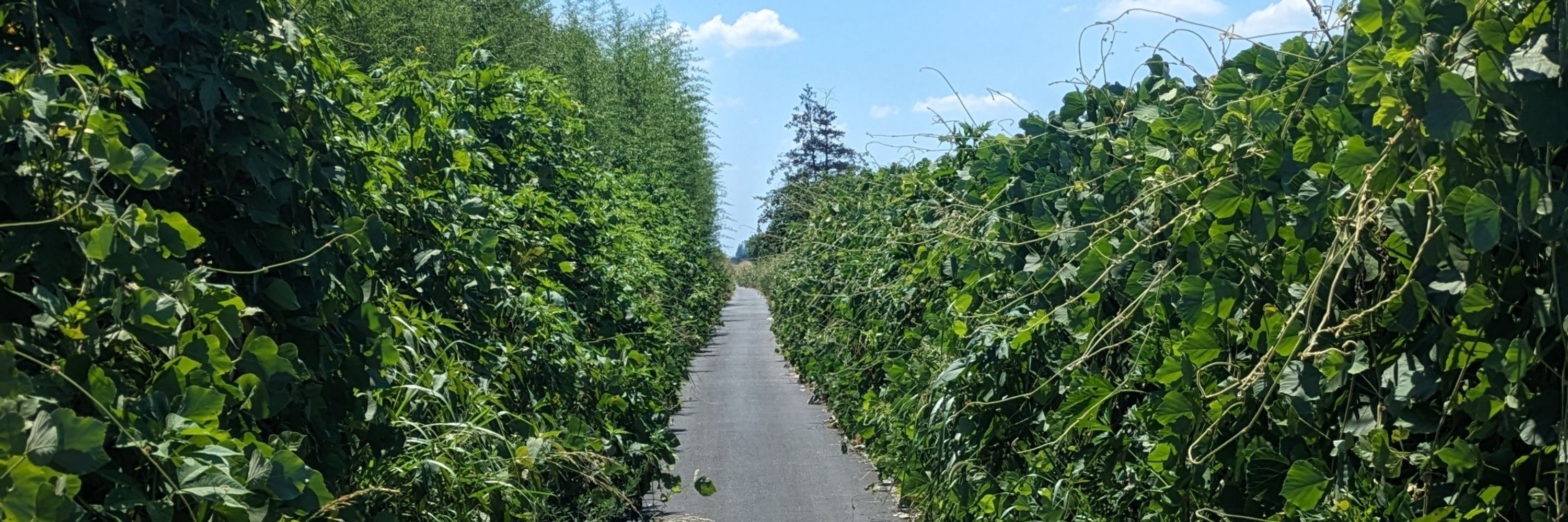 大石油王おひる=マハル