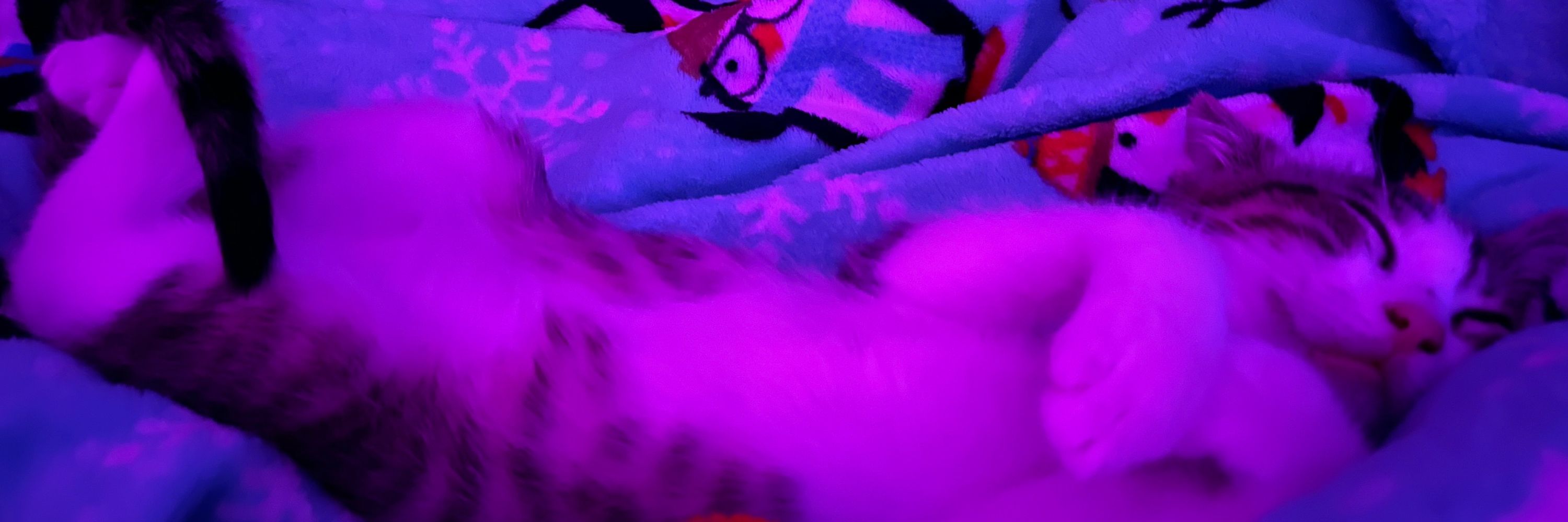 ComfyBri 🎀 Kitty Vtuber