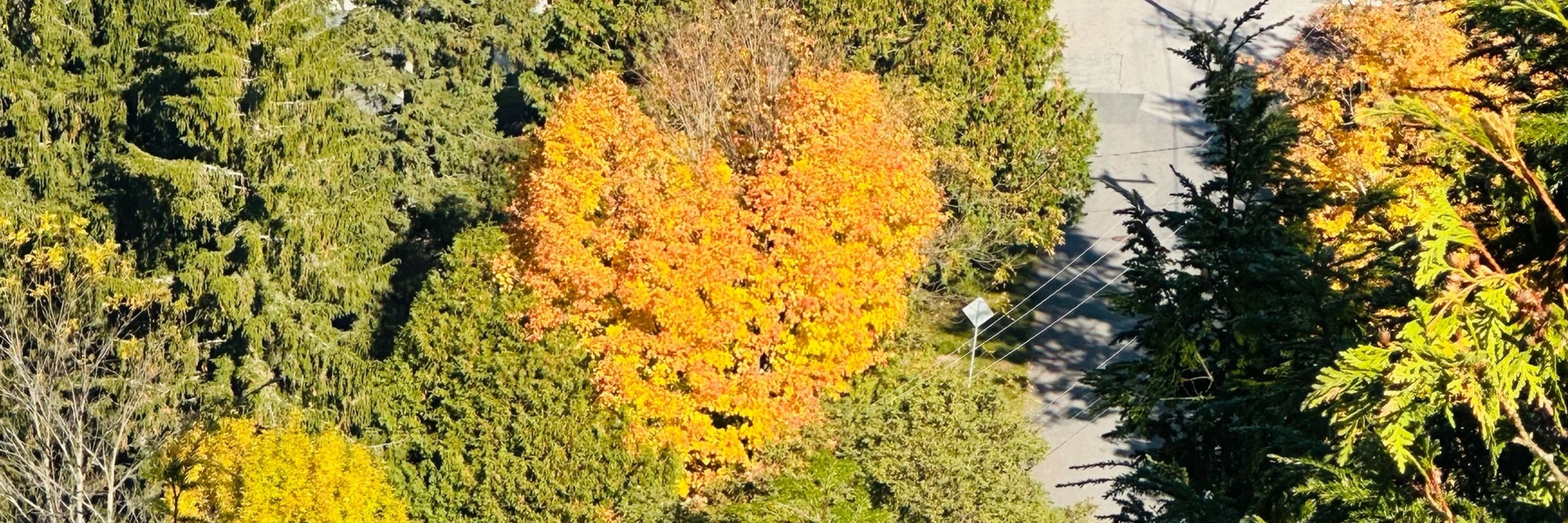 Lee 🍁