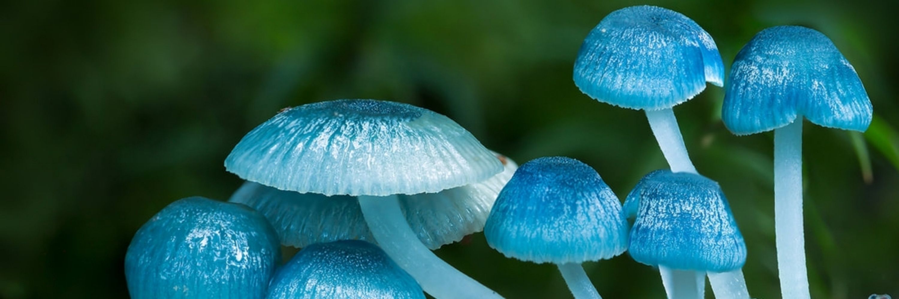 blue⁷