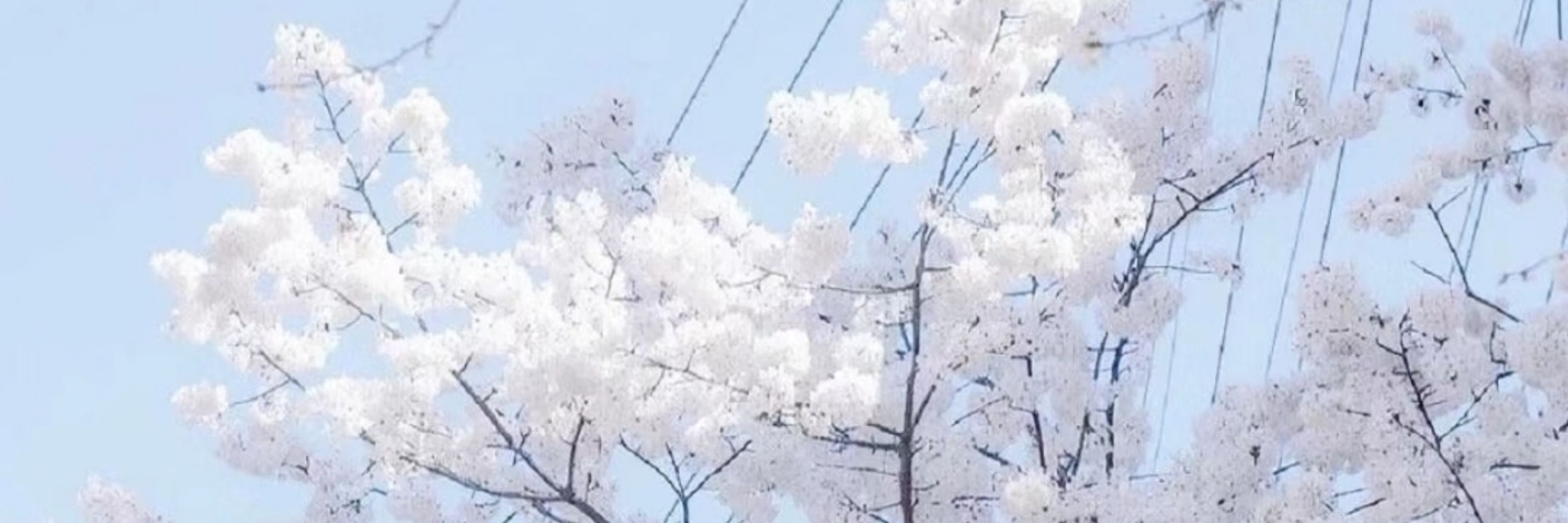 小歡醬