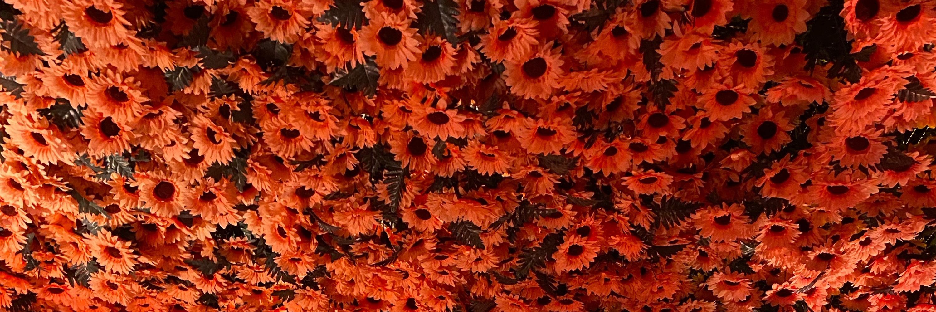 𝐟𝐢𝐥𝐡𝐚 𝐝𝐚𝐬 á𝐠𝐮𝐚𝐬 