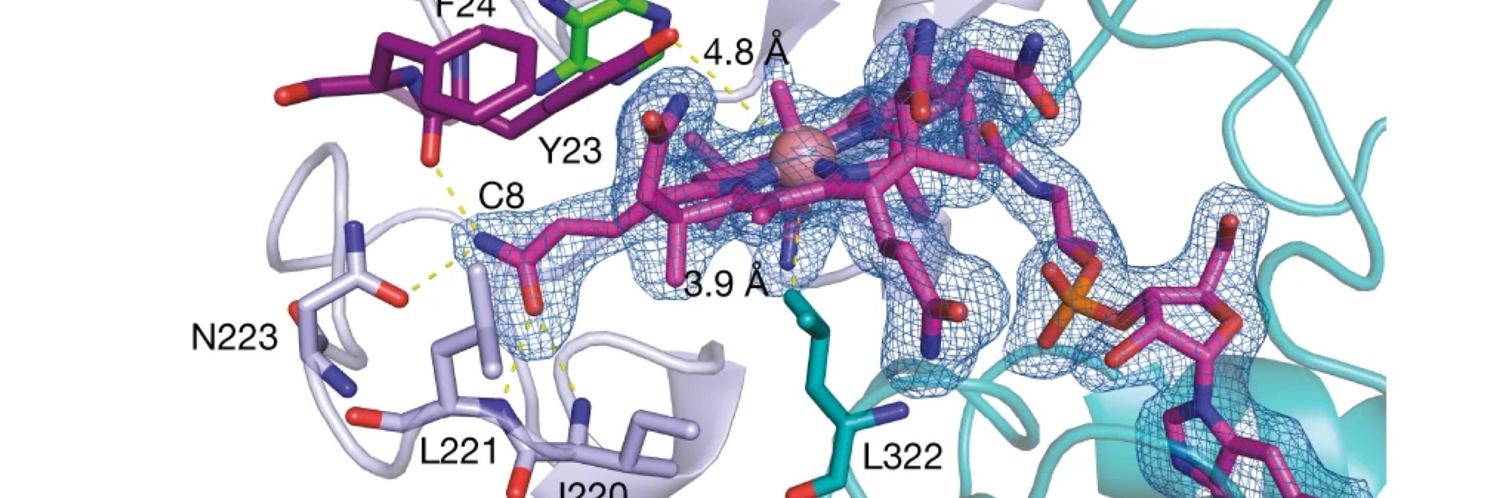 ChemSyBio - Berteau Lab - Univ Paris-Saclay, INRAE