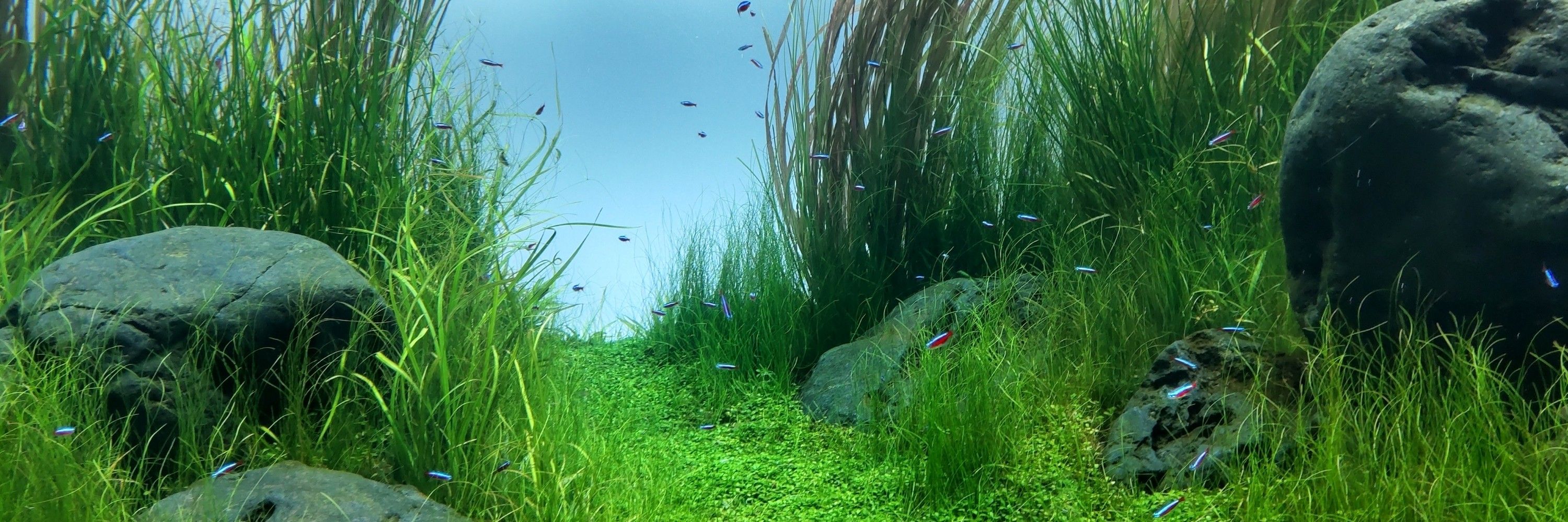 🐟
