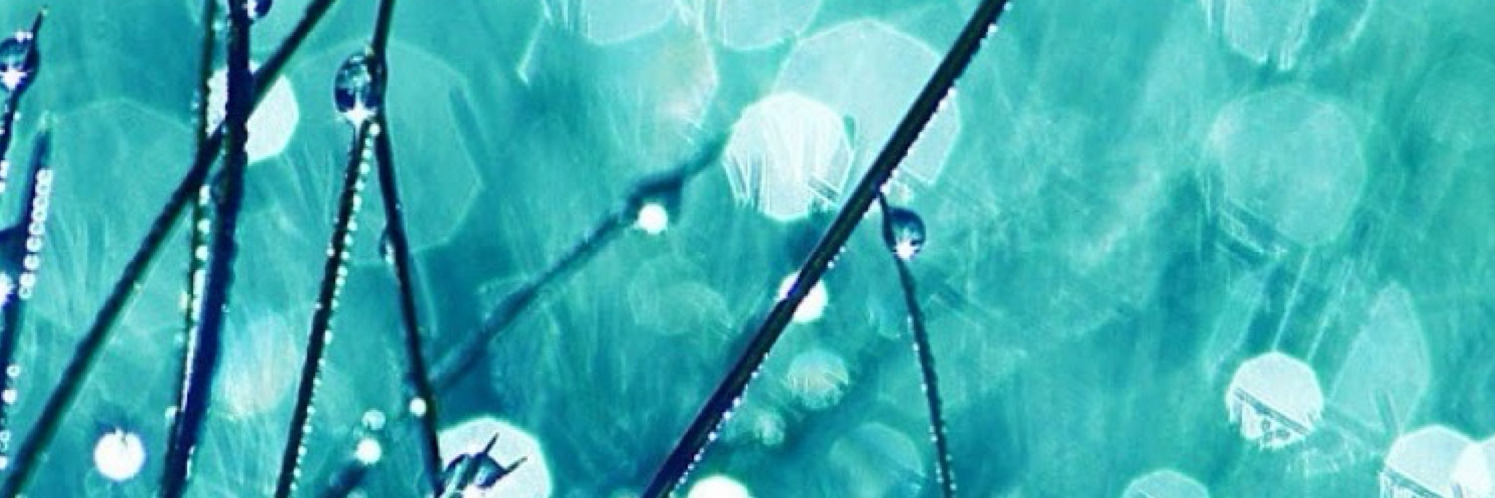 Teal29