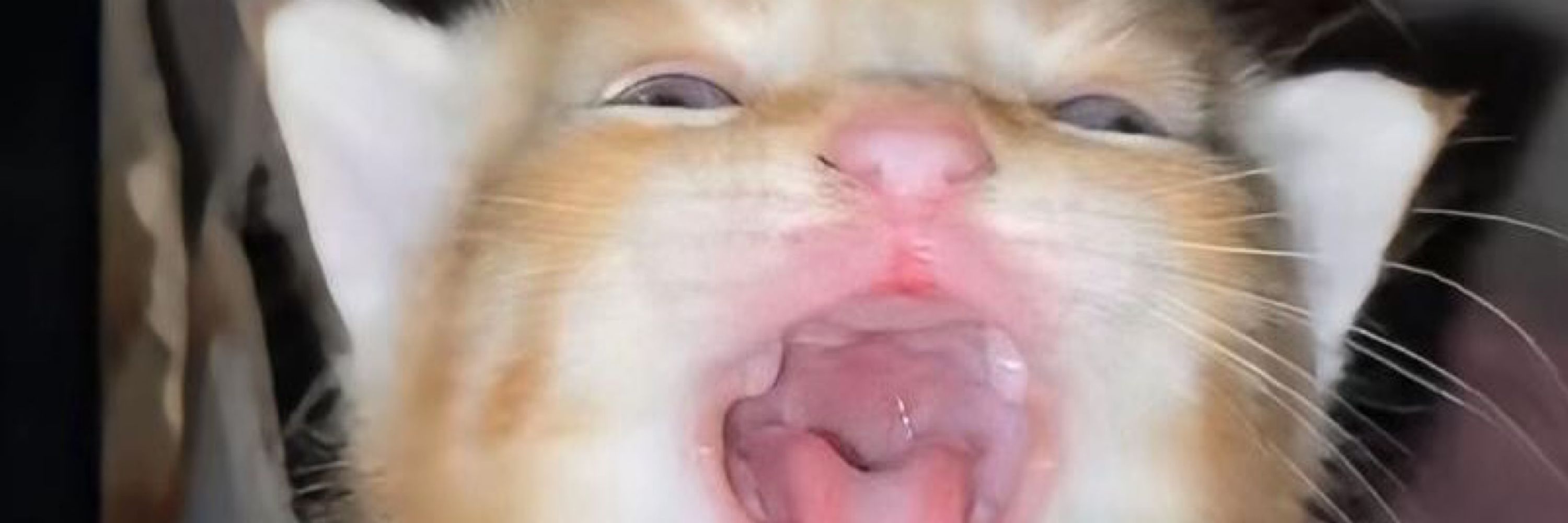 범자