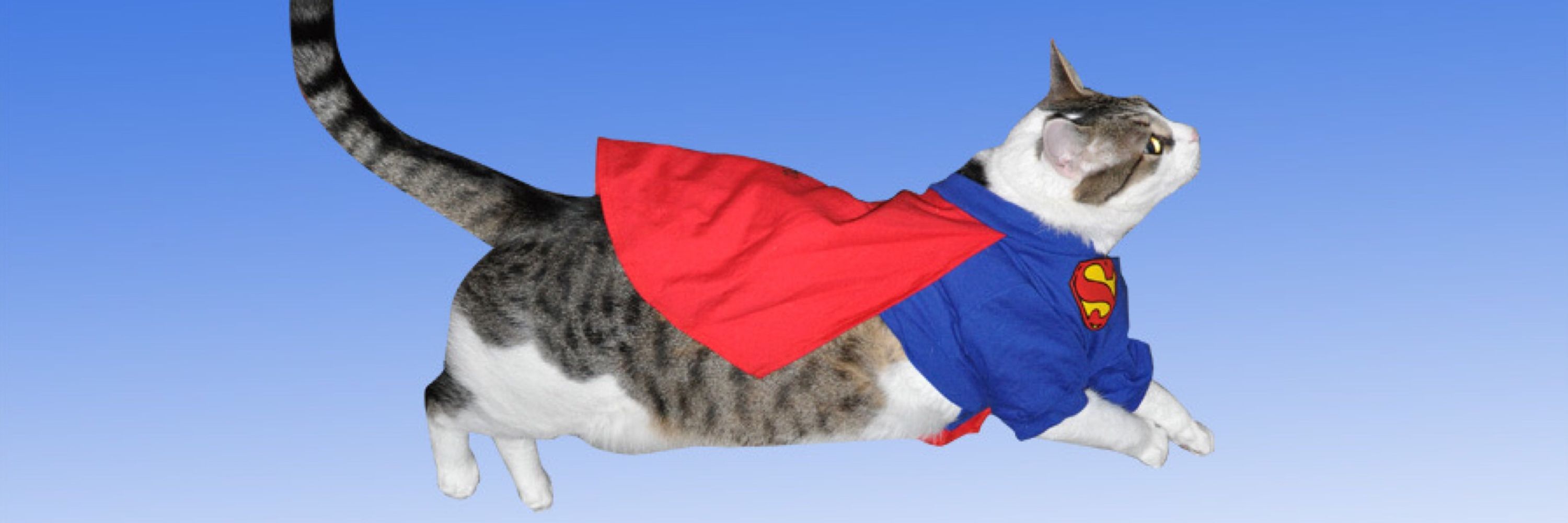Boris Kitty