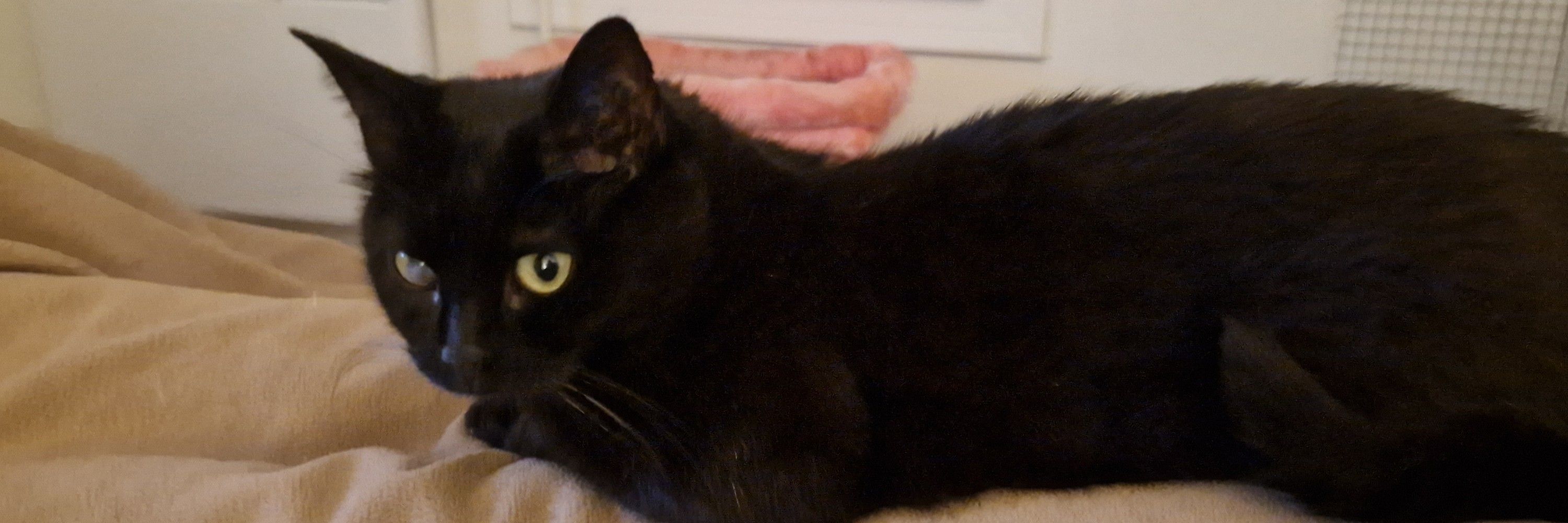 Mymy la plus belle 🐈‍⬛😻