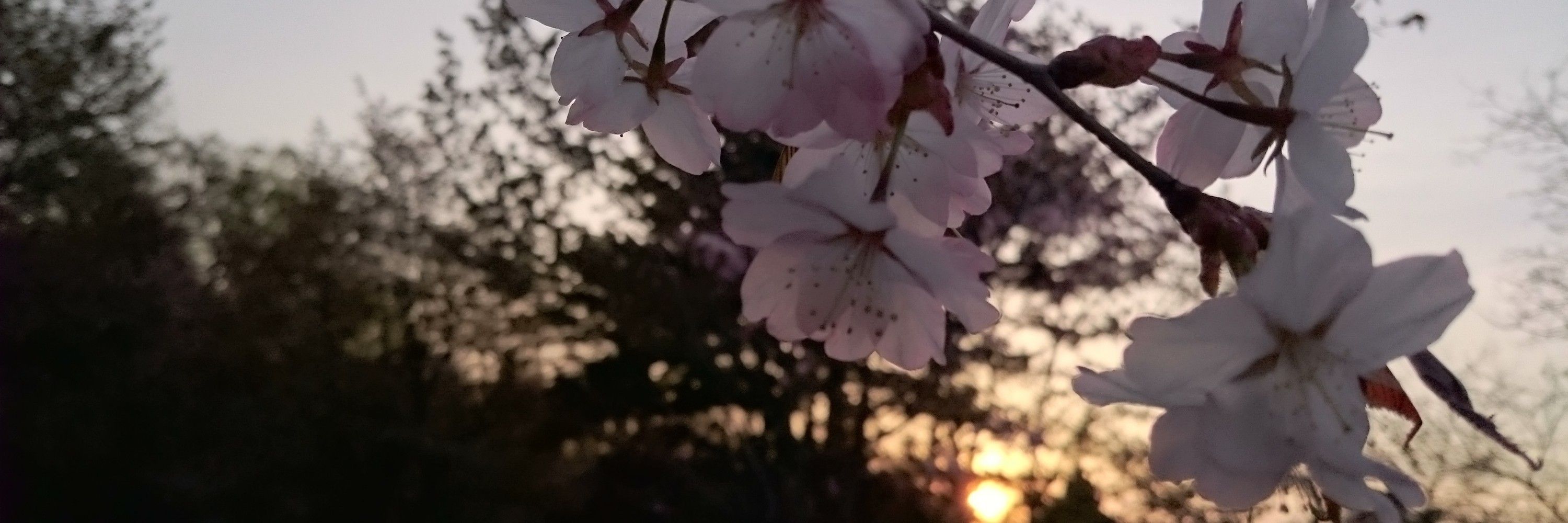 実月さと