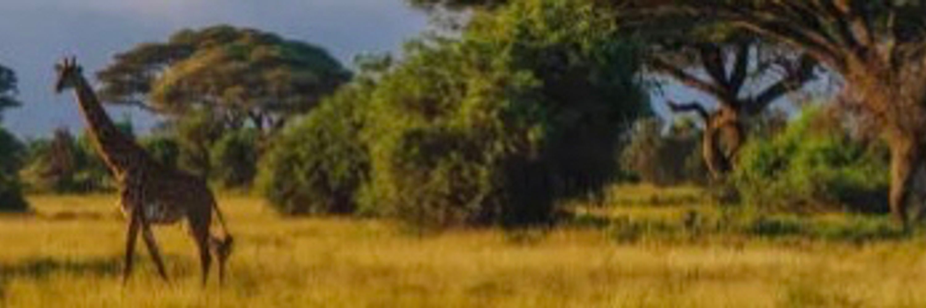 Hakuna Matata