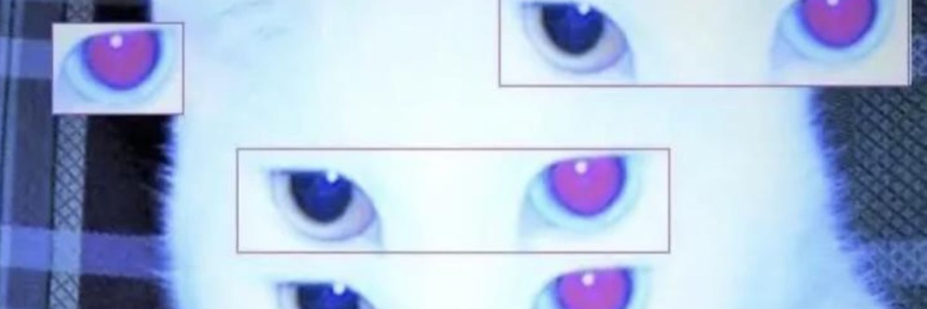 Mira (the dog)