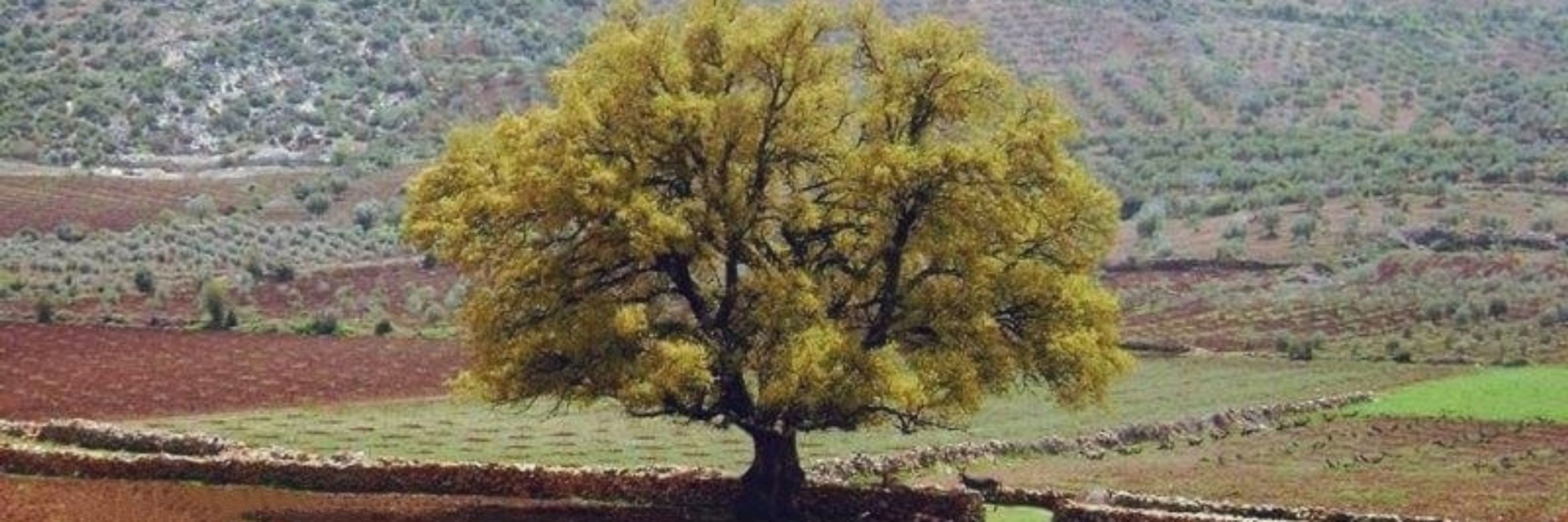 shlovan