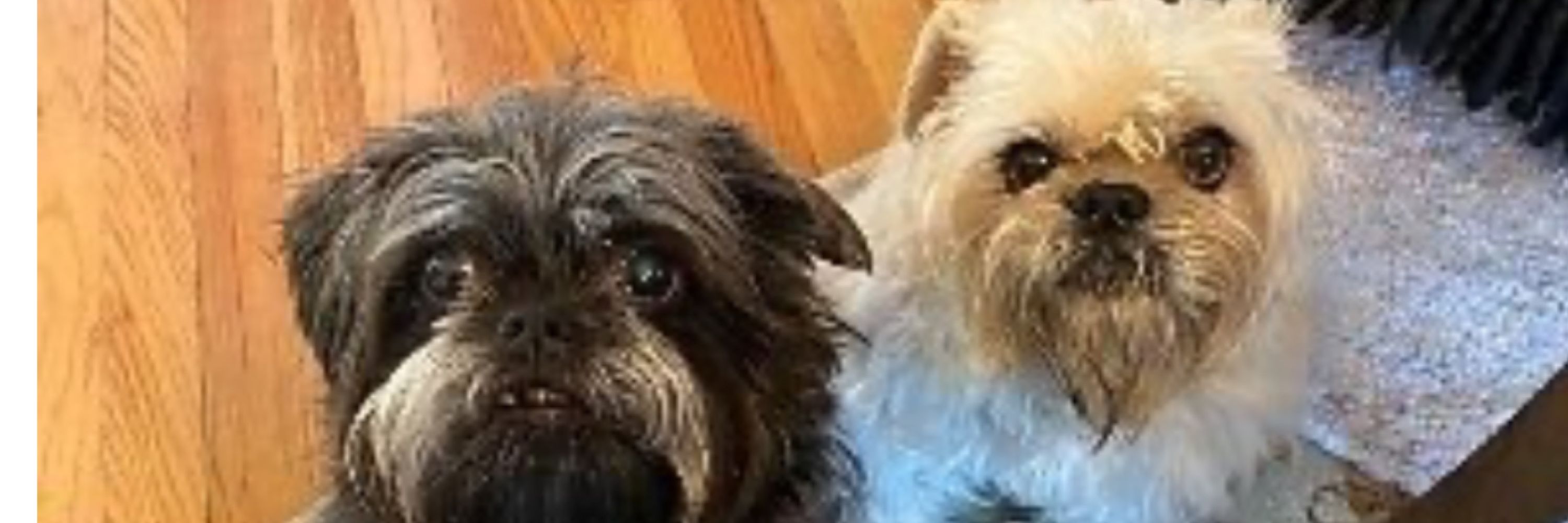 Trixie & Annie