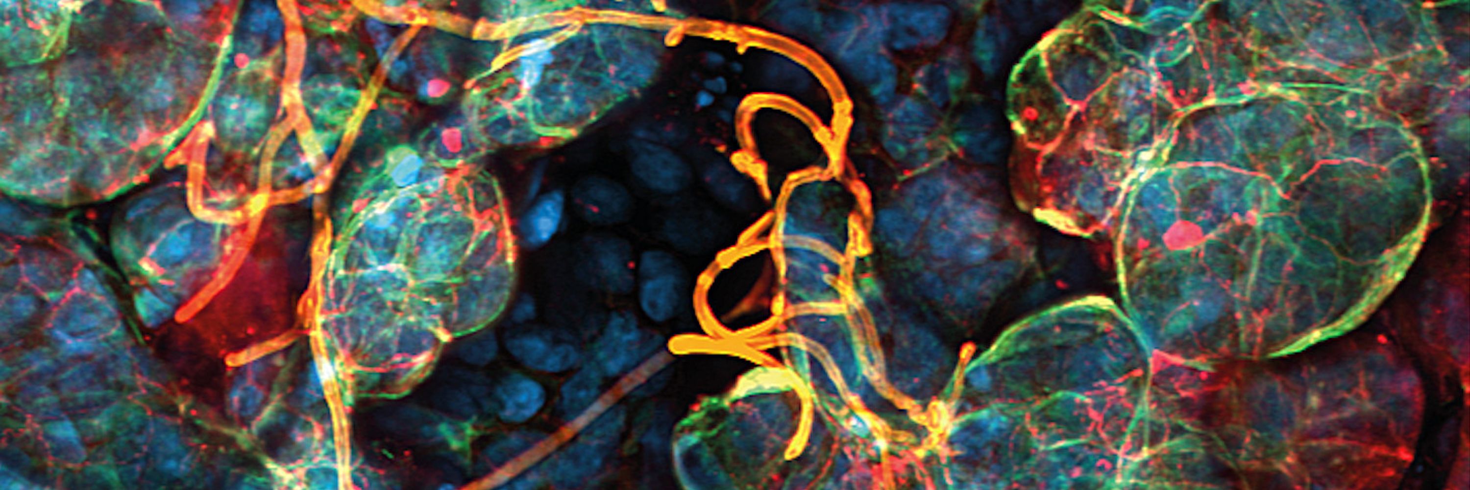 Adaptive Pathogenicity Strategies