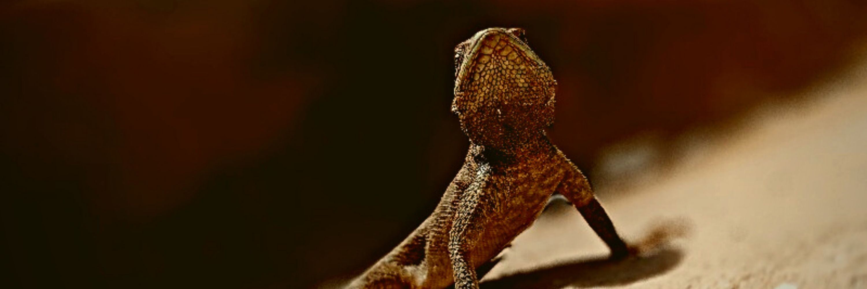 iZed_z