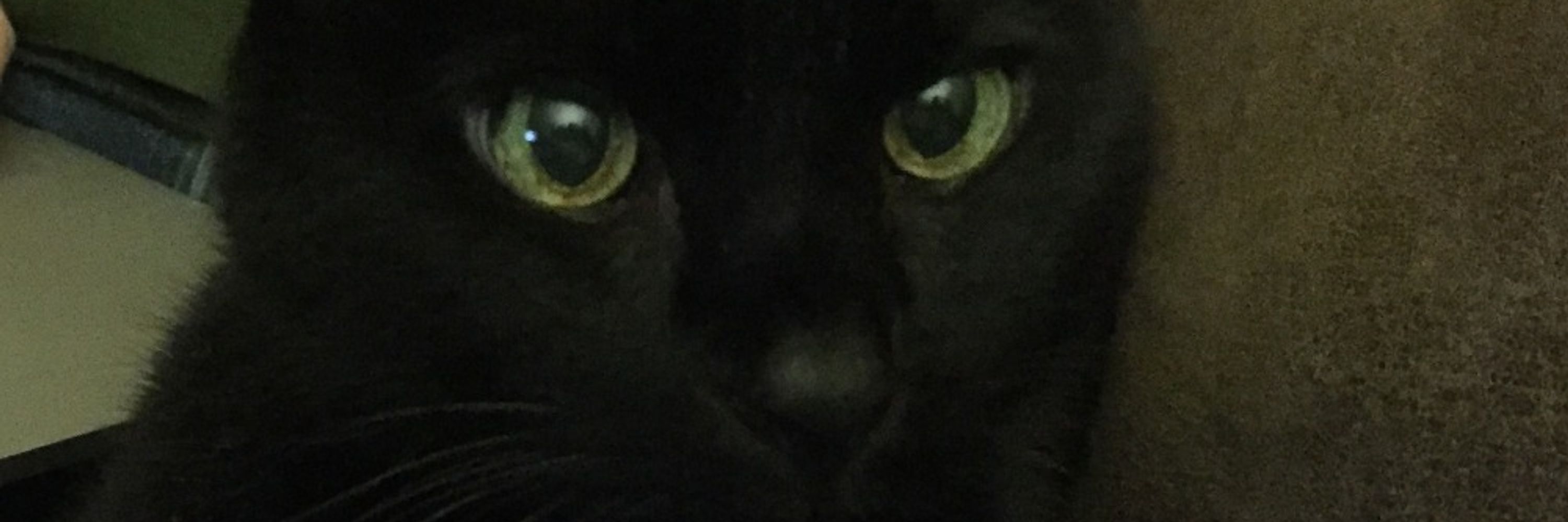 Dylan