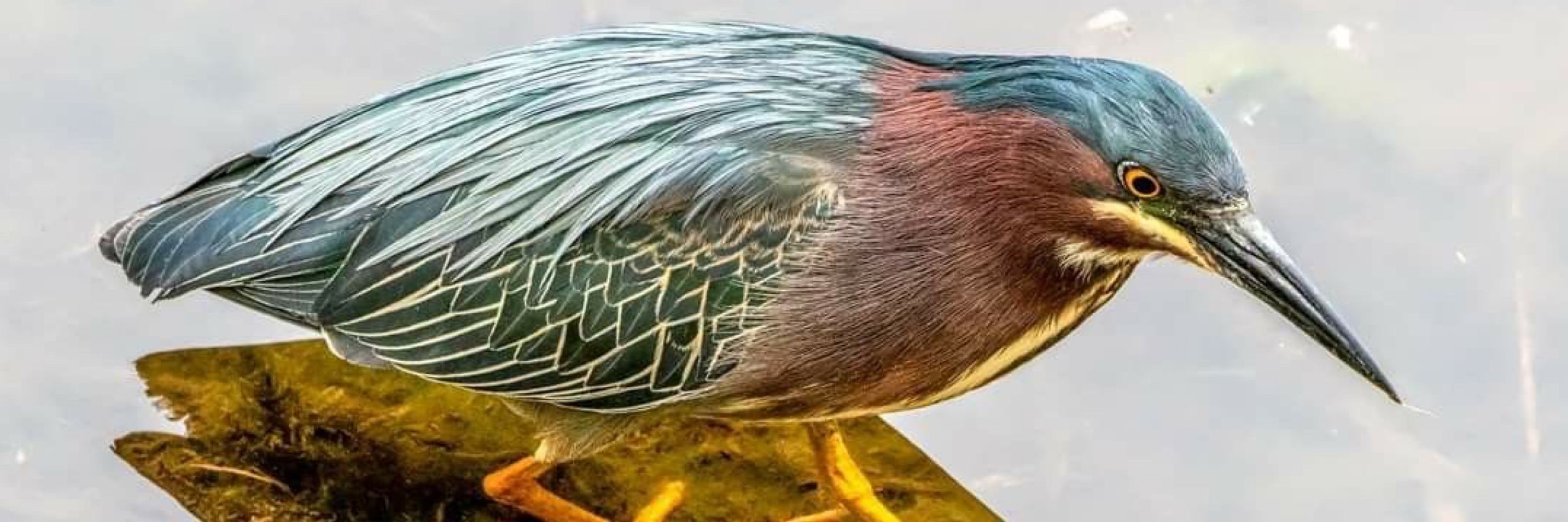 Avian Influenza